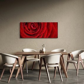 Obraz - detail ruže (120x50 cm)