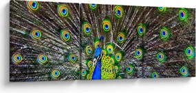 Obraz - Páv (s hodinami) (90x30 cm)