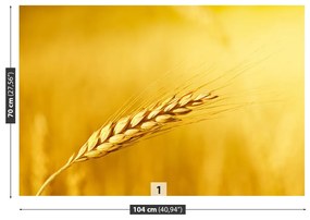 Fototapeta Vliesová Klas pšenice 152x104 cm