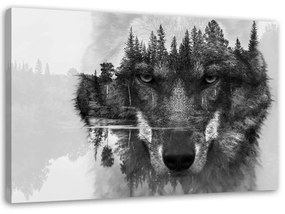 Obraz na plátně Vlk Lesní zvířata Příroda - 100x70 cm