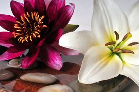 Obraz kvety v miske so Zen kameňmi Varianta: 120x80