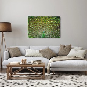 Obraz - Páv (90x60 cm)