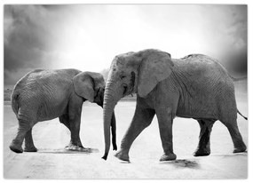 Obraz - čiernobiele slony (70x50 cm)