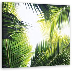 Obraz na plátně, palmové listy - 40x40 cm