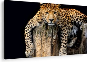 Obraz - Gepard (90x60 cm)