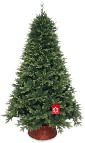 Smrek Kvitnúci extra hustý 240 cm