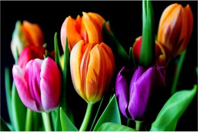 Obraz tulipánov na čiernom pozadí (90x60 cm)