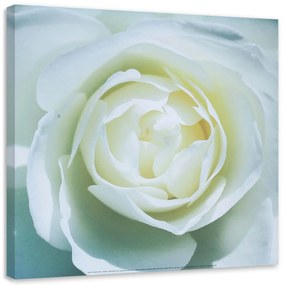 Gario Obraz na plátne Stred bielej ruže Rozmery: 30 x 30 cm