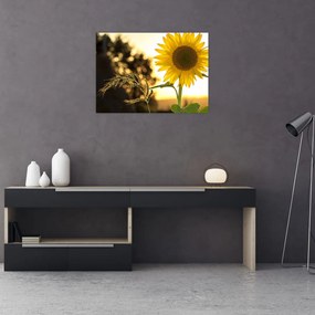 Sklenený obraz slnečnice (70x50 cm)