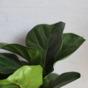 Ficus Lyrata
