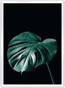 Plagát Dark Monstera