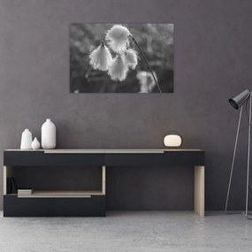 Obraz - Cottongrass (90x60 cm)