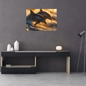Obraz - Delfíny (70x50 cm)
