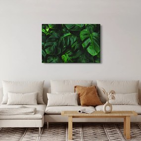 Obraz listov Monstery (90x60 cm)