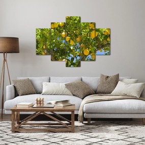 Obraz - Citrónovník (150x105 cm)