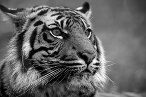 Fototapeta bengálsky čiernobiely tiger - 450x300