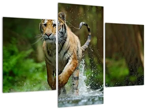 Obraz bežiaceho tigra (90x60 cm)
