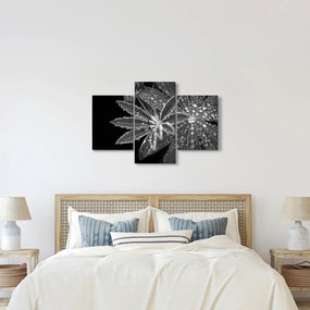 Obraz - Listy s kvapkami (90x60 cm)