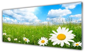 Obraz na akrylátovom skle Sedmokráska tráva príroda 125x50 cm