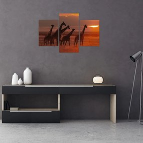 Obraz - Žirafy v africkej savane (90x60 cm)