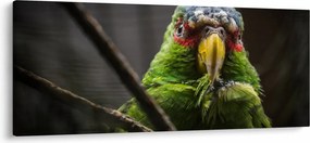 Obraz papagája (120x50 cm)