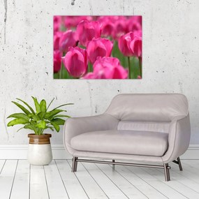 Obraz - Ružové tulipány (70x50 cm)
