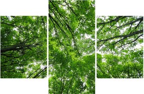 Obraz - Pohľad do korún stromov (90x60 cm)