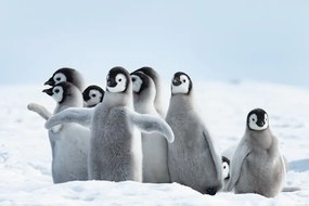 Plagát, Obraz - Penguins - Family, (120 x 80 cm)