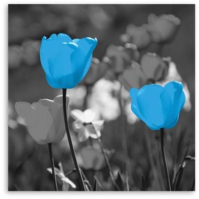 Obraz na plátně Modrý tulipán Květina Příroda - 50x50 cm