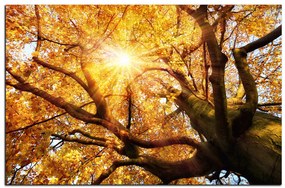Obraz na plátne - Slnko cez vetvi stromu 1240A (60x40 cm)
