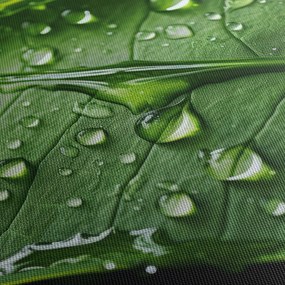 Obraz - List po daždi (120x50 cm)