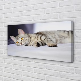 Obraz na plátne ležiace mačka 140x70 cm