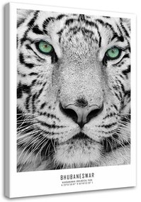 Obraz na plátně Afrika tygří zvířata - 80x120 cm