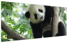Obraz - Panda na strome (120x50 cm)