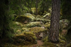 Fotografia Forest environment in a primeval forest, Schon, (40 x 26.7 cm)