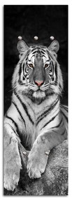 Gario Vešiak na stenu Tiger Rozmery: 25 x 70 cm