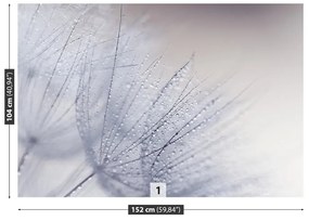 Fototapeta Vliesová Púpava semená 104x70 cm