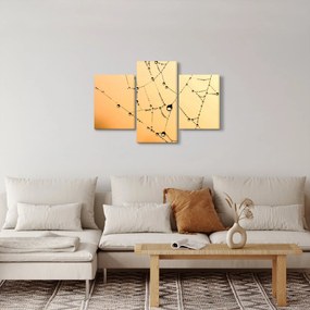 Obraz orosenej pavučiny (90x60 cm)