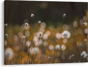 Obraz - Lúka s cottongrass N⁰2 (70x50 cm)