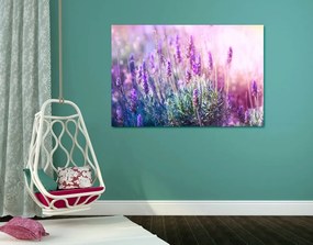 Obraz kúzelné kvety levandule - 120x80
