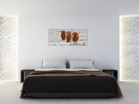 Obraz - Škótske kravy (120x50 cm)