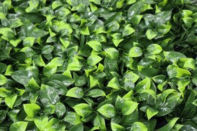 Umelý rastlinný panel FRESH LIGHT GREEN 50 x 50 cm - Panel 50x50 Europe Grass