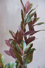 Umelý červený fikus GOMMA, plast, výška 90 cm, zeleno-červená