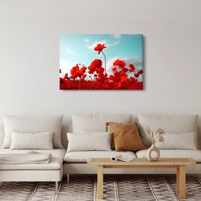 Obraz poľa s jasne červenými kvetmi (90x60 cm)
