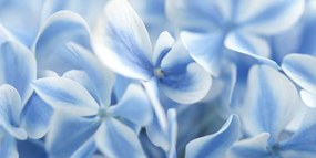 Obraz modro-biele kvety hortenzie Varianta: 100x50