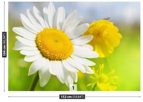 Fototapeta Vliesová Harmanček kvety 208x146 cm