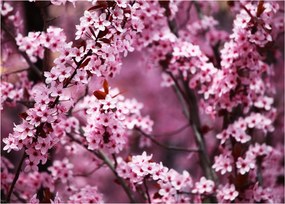 Obraz - Ružová sakura (70x50 cm)