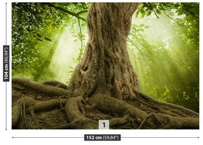 Fototapeta Vliesová Veľké korene stromov 416x254 cm