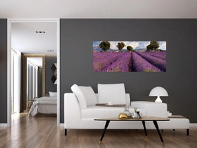 Obraz - Levanduľové pole a hory (120x50 cm)