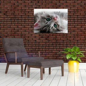 Sklenený obraz - Mačka so zelenými očami (70x50 cm)